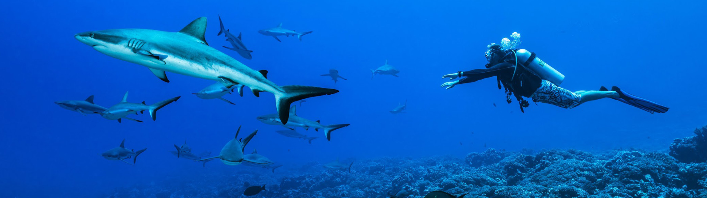 Plongée découverte des requins avec Topdive
