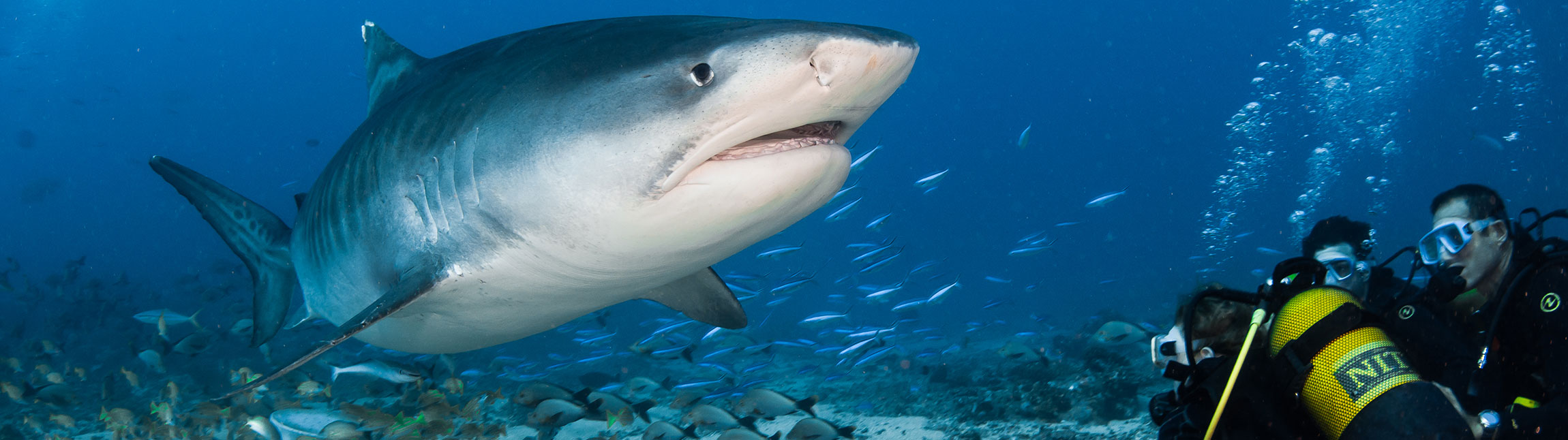 Plongée requin tigre avec Topdive
