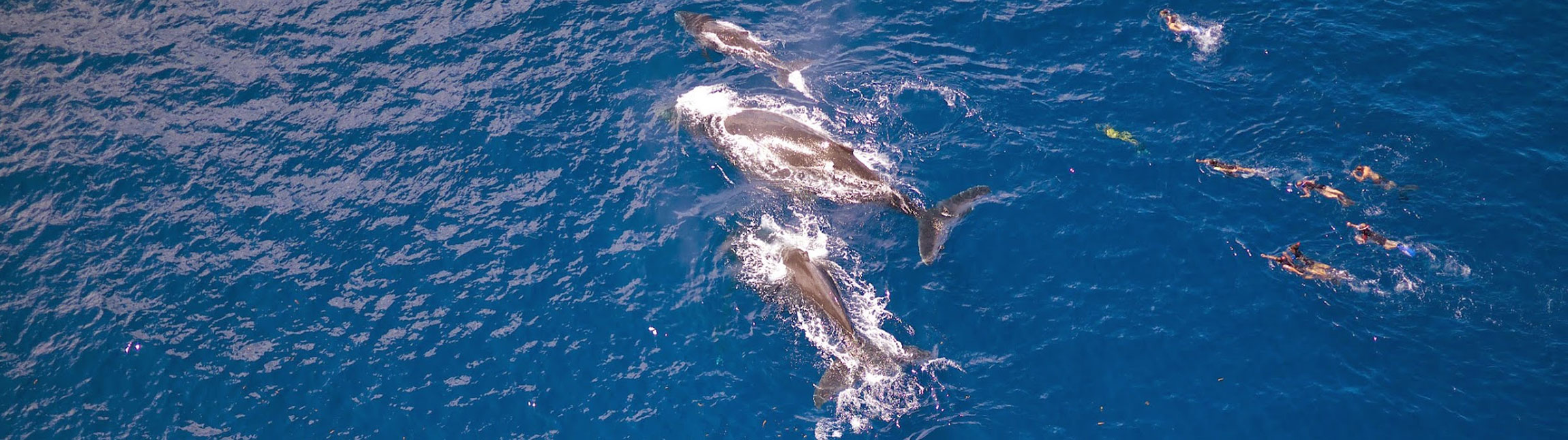 Sortie baleines à Tahiti