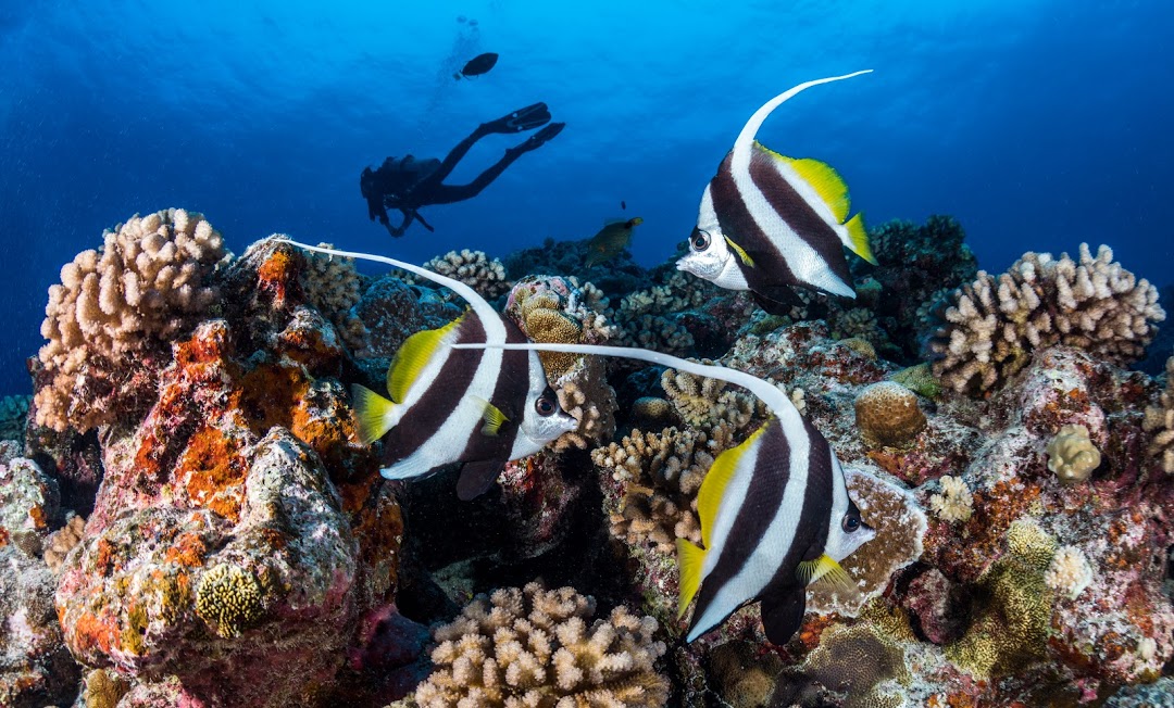 Palanquée à Moorea