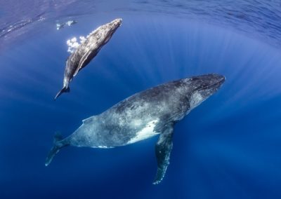 Baleine à bosse -  Megaptera novaeangliae -  TopDive