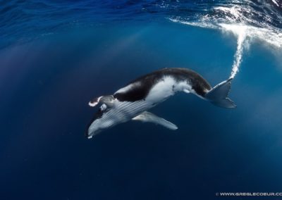Baleine à Bosse de Polynésie - Topdive