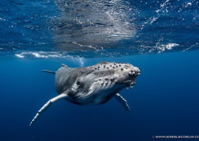 La baleine à bosse - Topdive