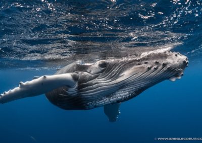 Baleine à Bosse de Polynésie - Topdive