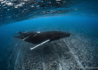 Baleine à Bosse de Polynésie - Topdive