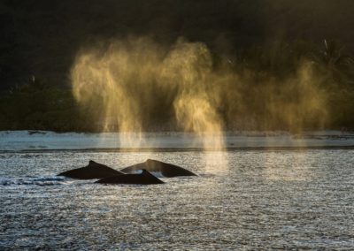 Baleines à bosse