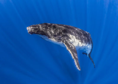La baleine à bosse - Topdive