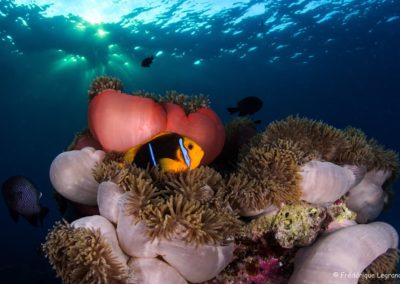 Poisson clown en Polynésie avec Topdive