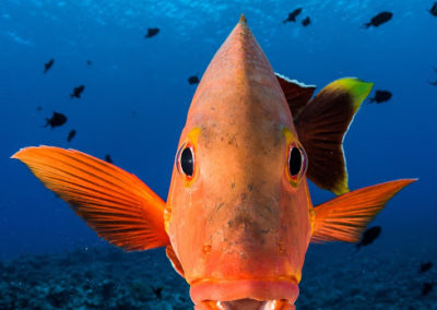 Bora bora - Tapu - Topdive