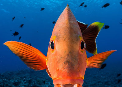 Bora bora - Tapu - Topdive