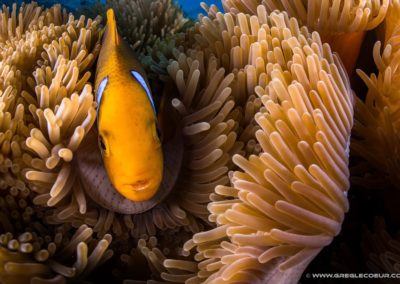 Le poisson clown de Polynésie en plongée avec Topdive