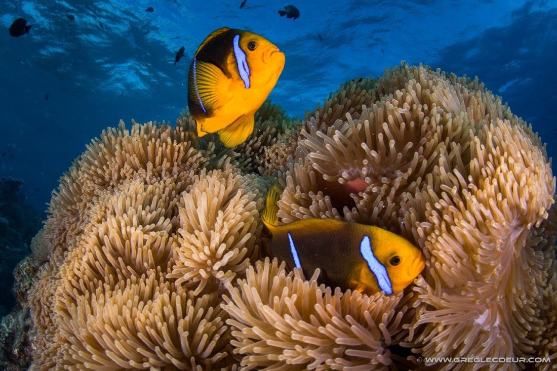 Palanquée à Moorea