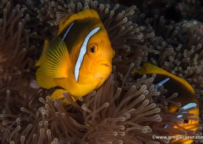 Le poisson clown de Polynésie en plongée avec Topdive