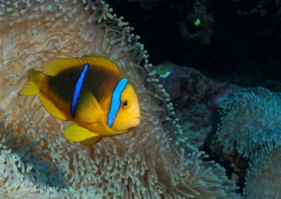 Poisson clown en Polynésie avec Topdive