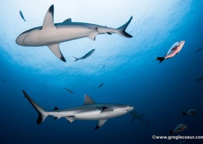 Plongée à Bora Bora avec Topdive