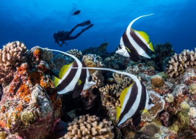 Baptême de plongée aux épaves à Tahiti avec Topdive