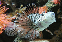 Pterois Volitans