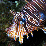 Pterois Volitans