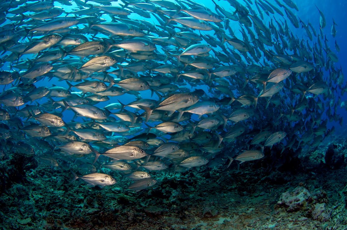 Palanquée à Moorea