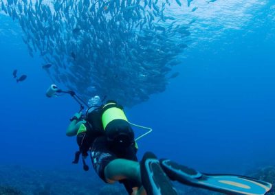 Boule de carangues dans la passe de Avatoru - Topdive