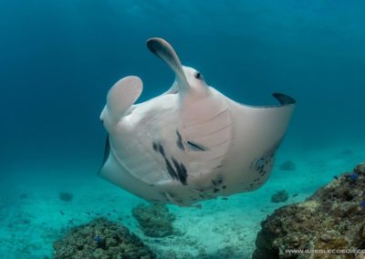 Raie manta - Topdive Rangiroa