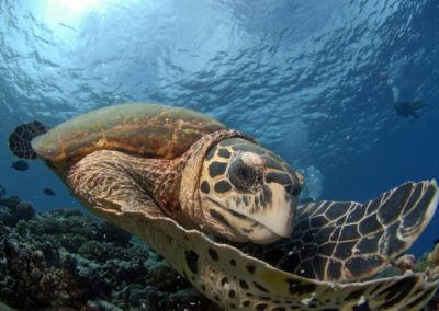 Tortue dans la passe de Avatoru à Rangiroa - Topdive