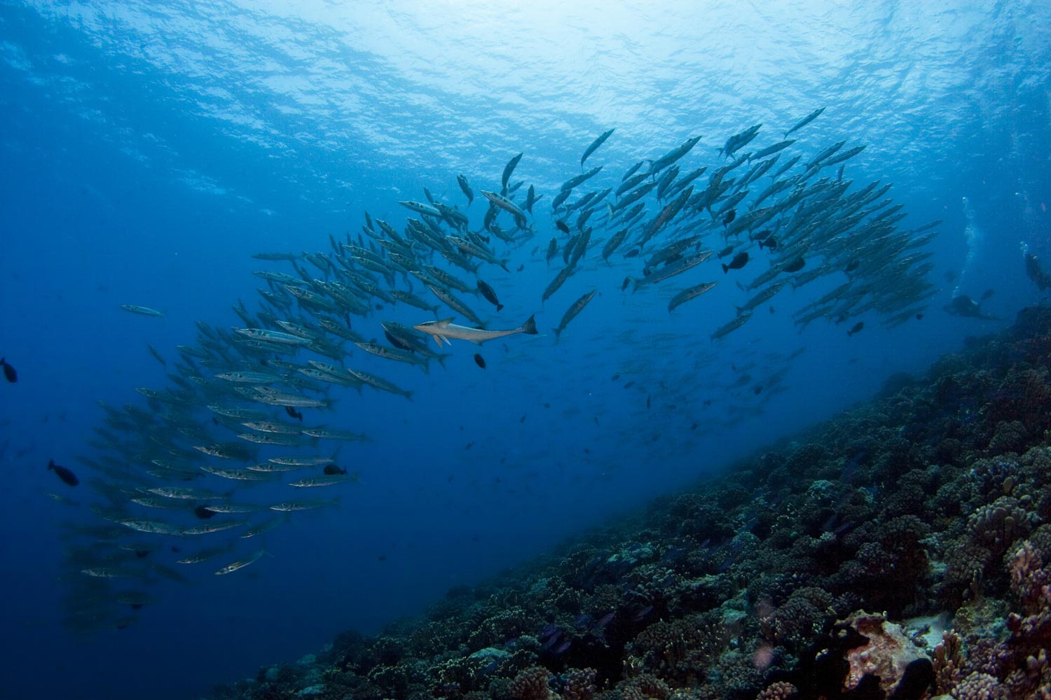 Palanquée à Moorea