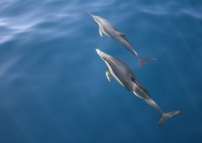 Dauphin à long bec en polynesie - Topdive