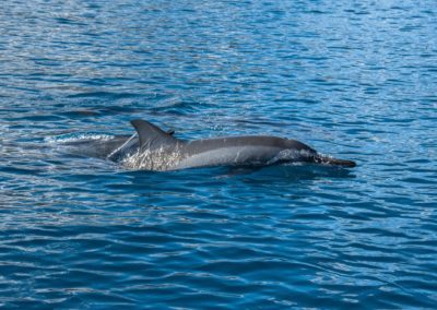 Dauphins à long bec sur le chemin des Baleines à Bosse de Polynésie