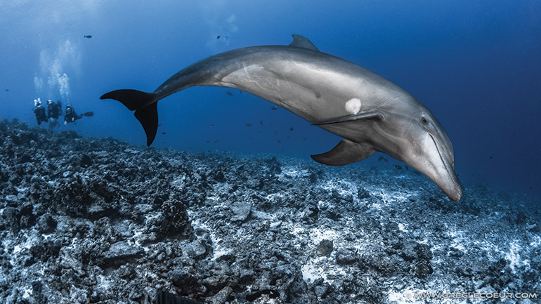 Sortie dauphins à Tahiti