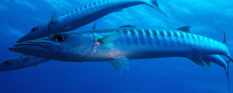 Le grand barracuda