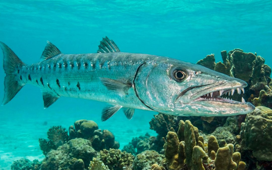 Le grand barracuda