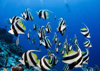 Tetiaroa - Poissons colorés avec Topdive-T-Kotouc