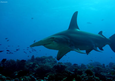 Requin marteau vu en plongée à Rangiroa avec TOPDIVE -photo-C.Dumont