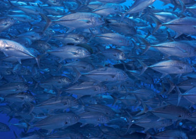 Plongée sous-marine à Rangiroa avec Topdive - Copyright-Eric-Cheng