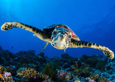 Tortue -Topdive - T.Kotouc