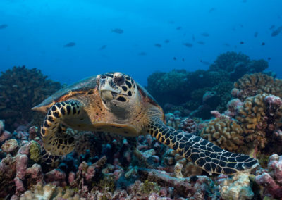 Tortue vue en plongée avec Topdive dans la passe de Avatoru-Copyright-Eric-Cheng