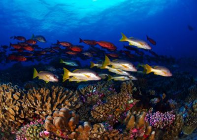 Plongée avec Topdive à Fakarava