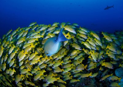 Plongée avec Topdive à Fakarava