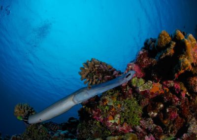 Plongée avec Topdive à Fakarava