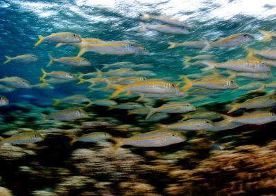 Plongée avec Topdive à Fakarava