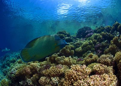 Plongée avec Topdive à Fakarava