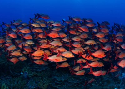 Plongée avec Topdive à Fakarava