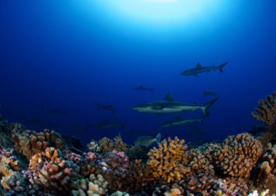 Plongée avec Topdive à Fakarava