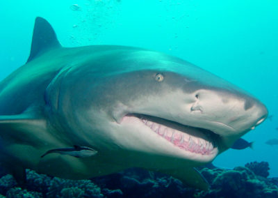 Requin citron de Polynésie française