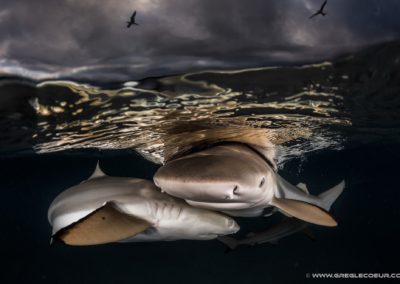 Requins pointes noires - greglecoeur
