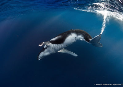 Baleine à bosse à Moorea avec Topdive© greglecoeur