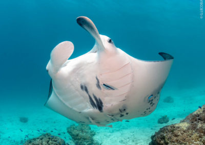 Raie Manta à Bora Bora avec Topdive