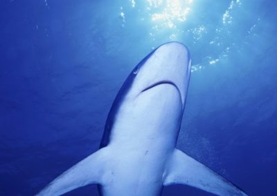 Requin pointe blanche de récif © Girardot