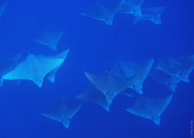 Raies léopard sous la surface de Rangiroa - Topdive